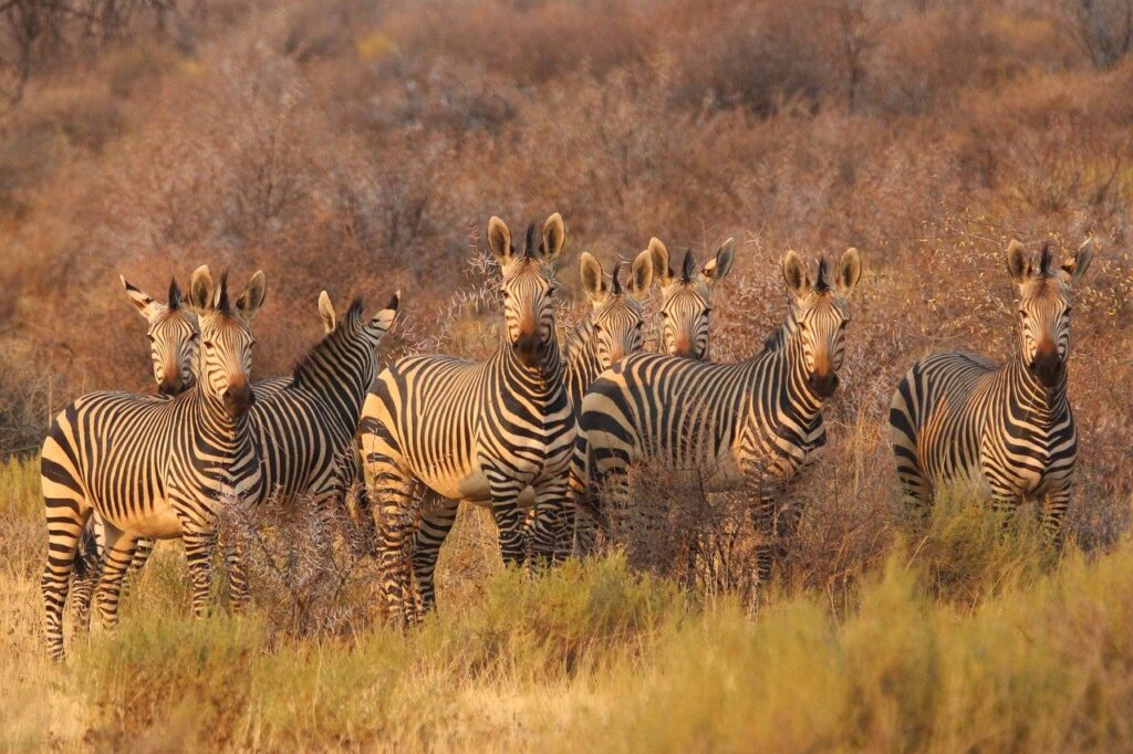 zebras, animals, africa-8054175.jpg